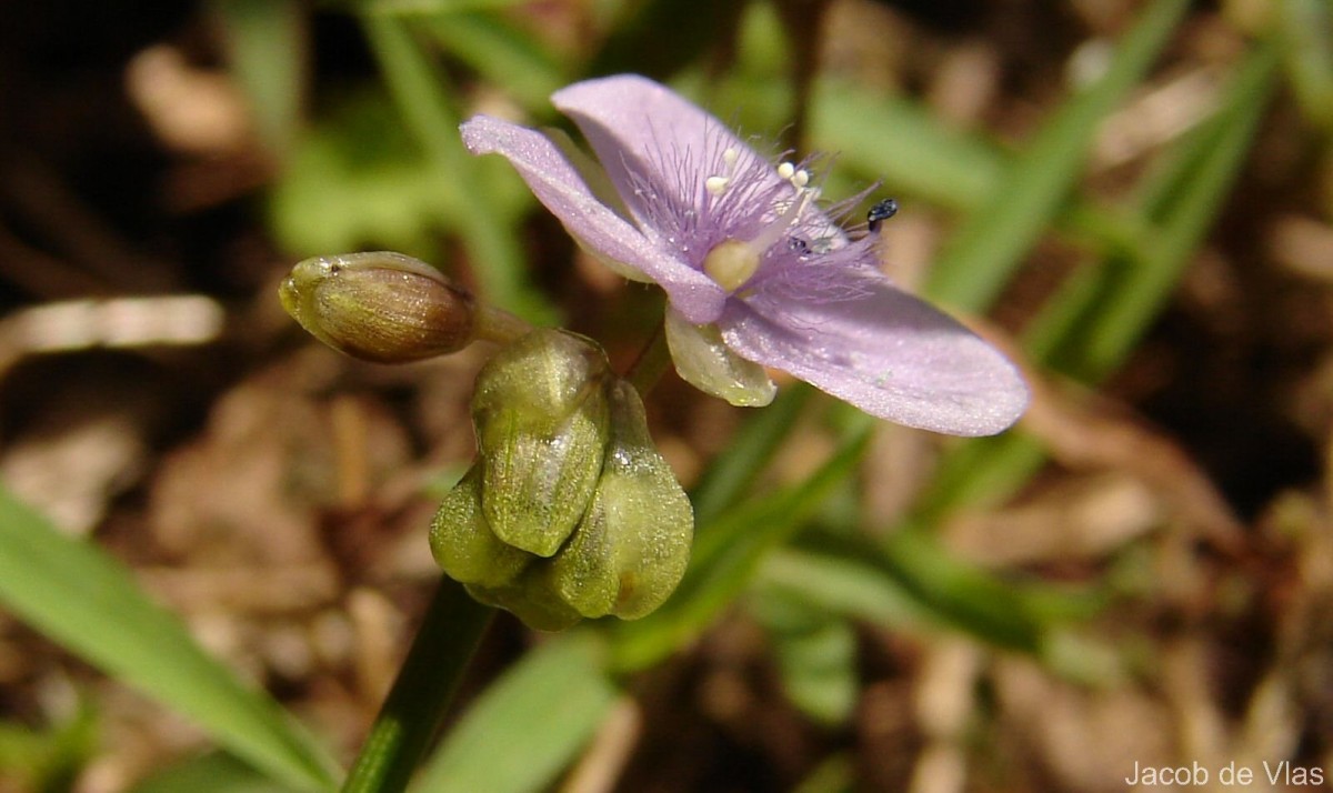 Murdannia simplex (Vahl) Brenan